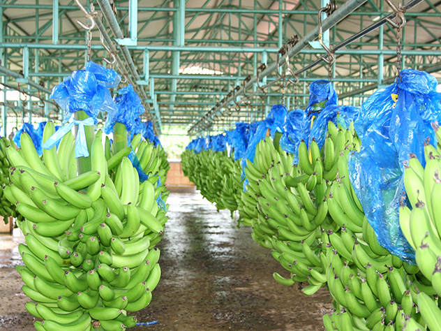 Spedizione di banane: trasporto marittimo